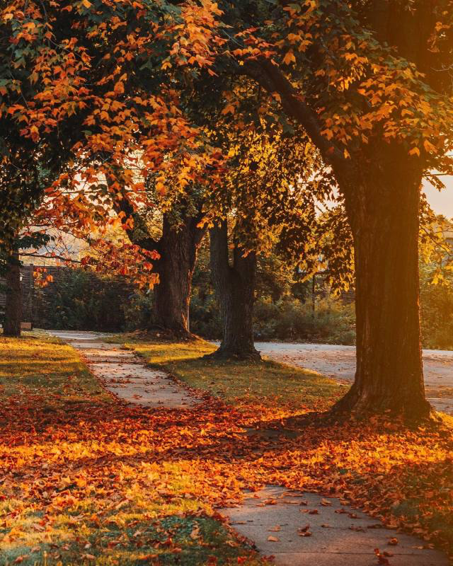 Why Volunteering is&nbsp;Important