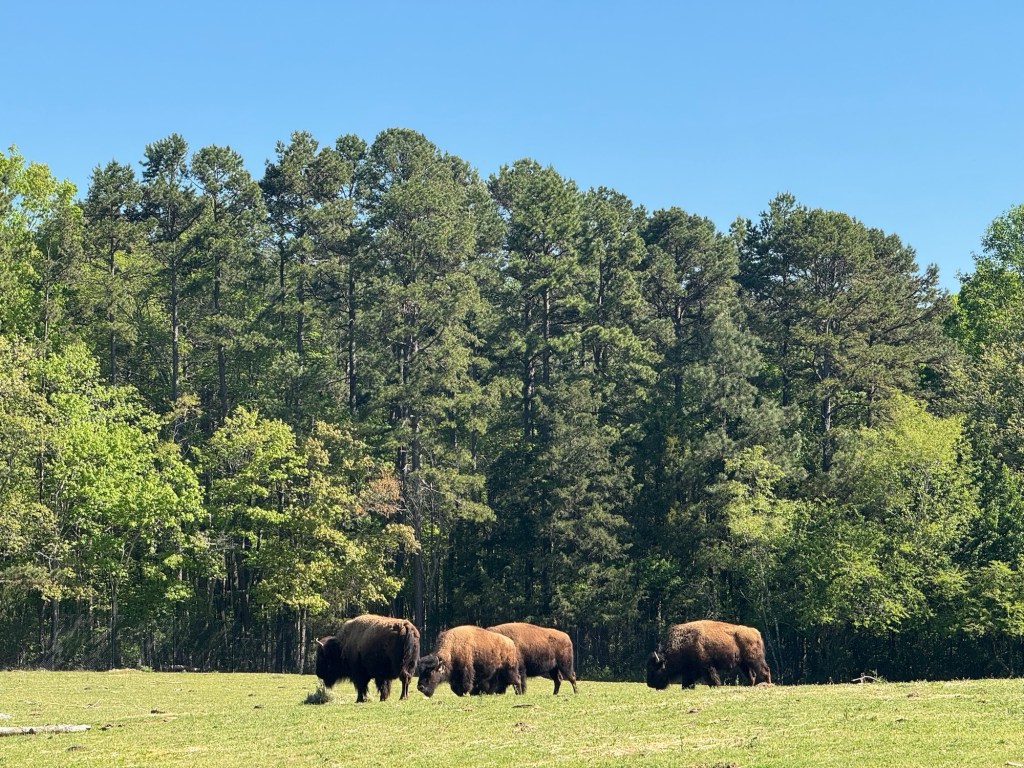 North Carolina Zoo | Asheboro,&nbsp;NC