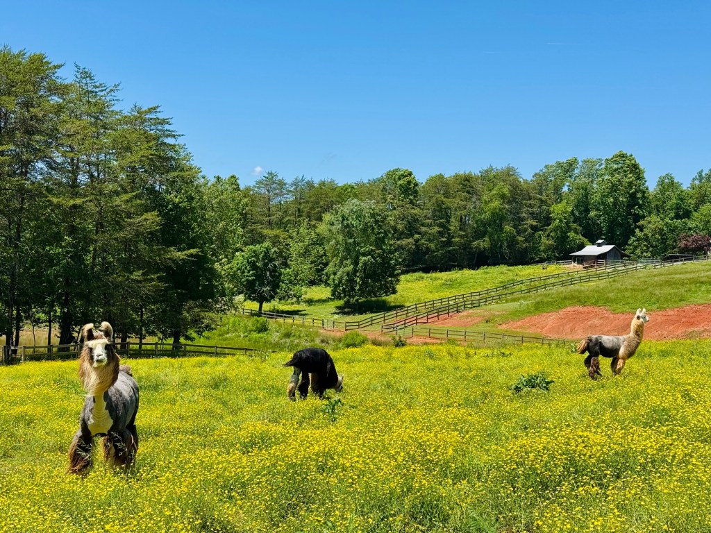Divine Llama Winery | East Bend,&nbsp;NC