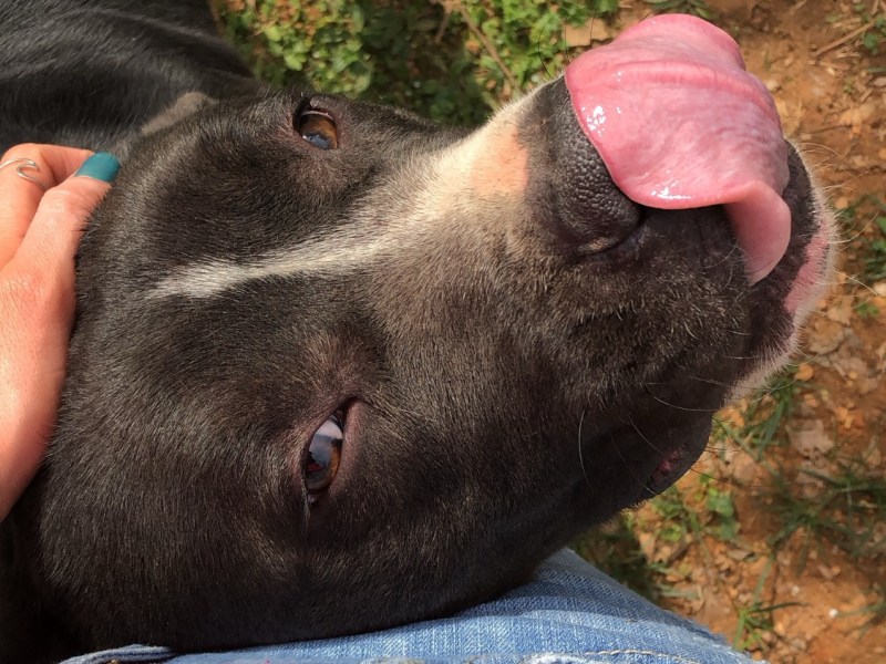 The Dog You Get in Your 20s: The Companion Who Changes&nbsp;Everything